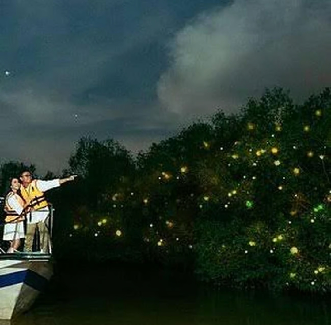 Fireflies River Cruise Bohol