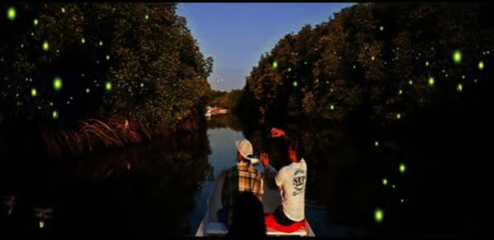 Fireflies River Cruise Bohol