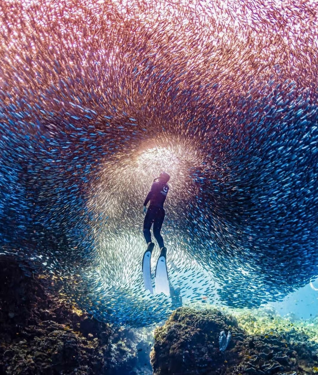 Sardine Snorkeling Private Tour