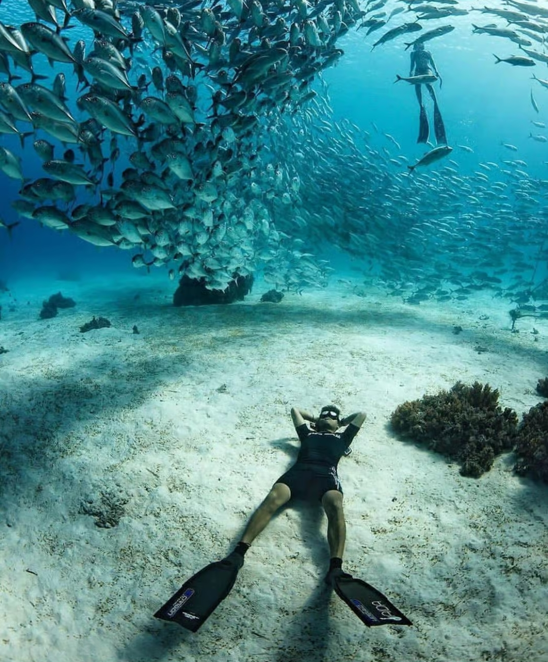 Sardine Snorkeling Private Tour