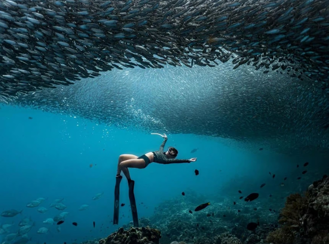 Sardine Snorkeling Private Tour
