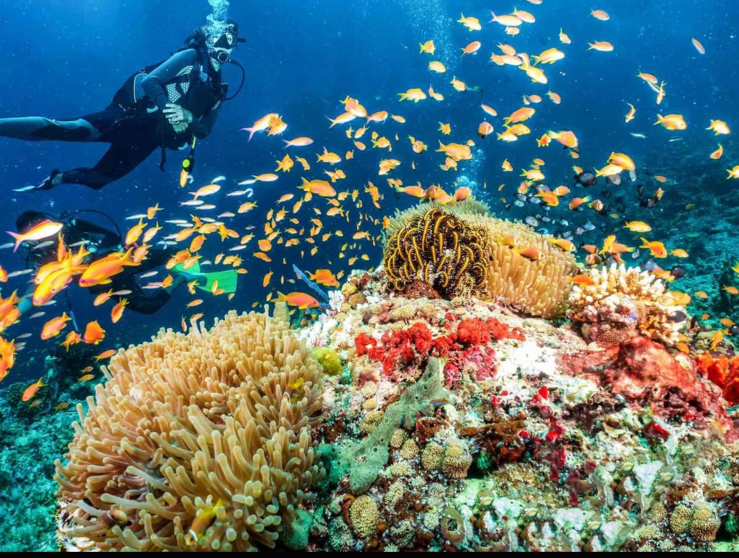 Scuba Bohol