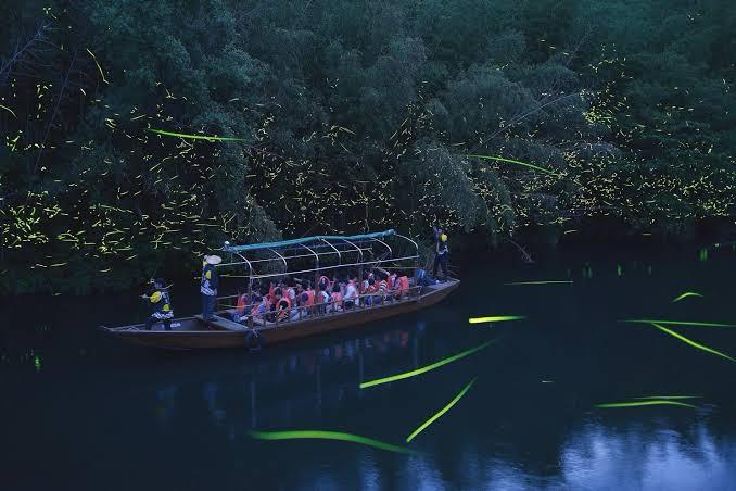 Firefly night cruise 2