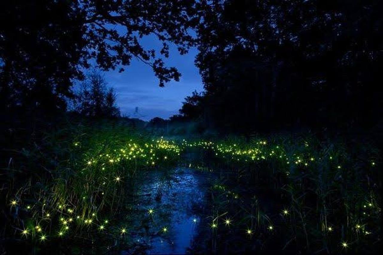 Firefly glow 6