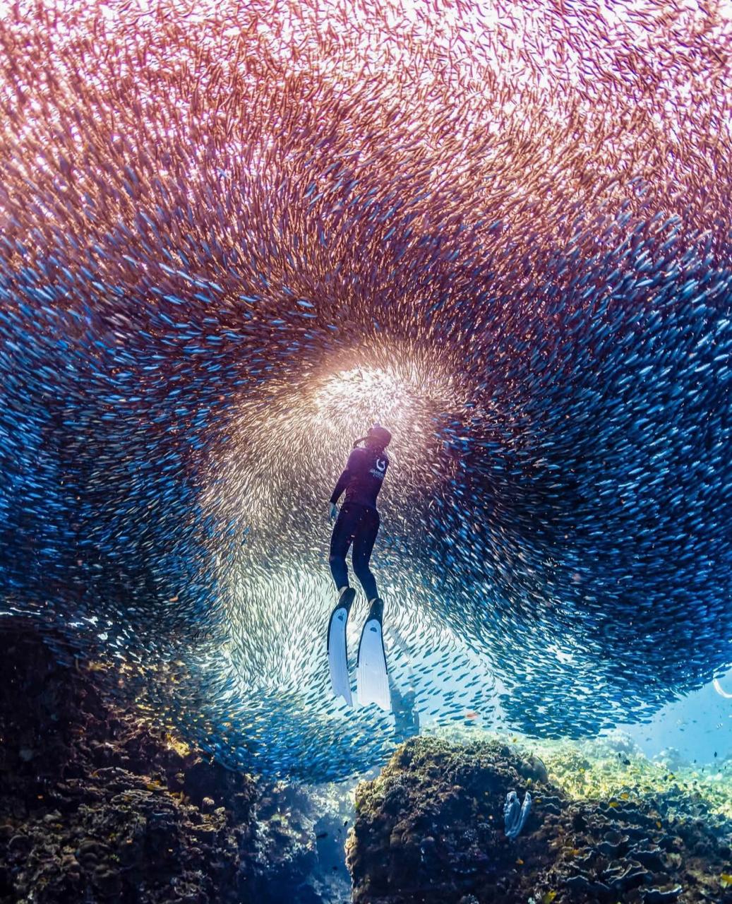Snorkeling sardines 3