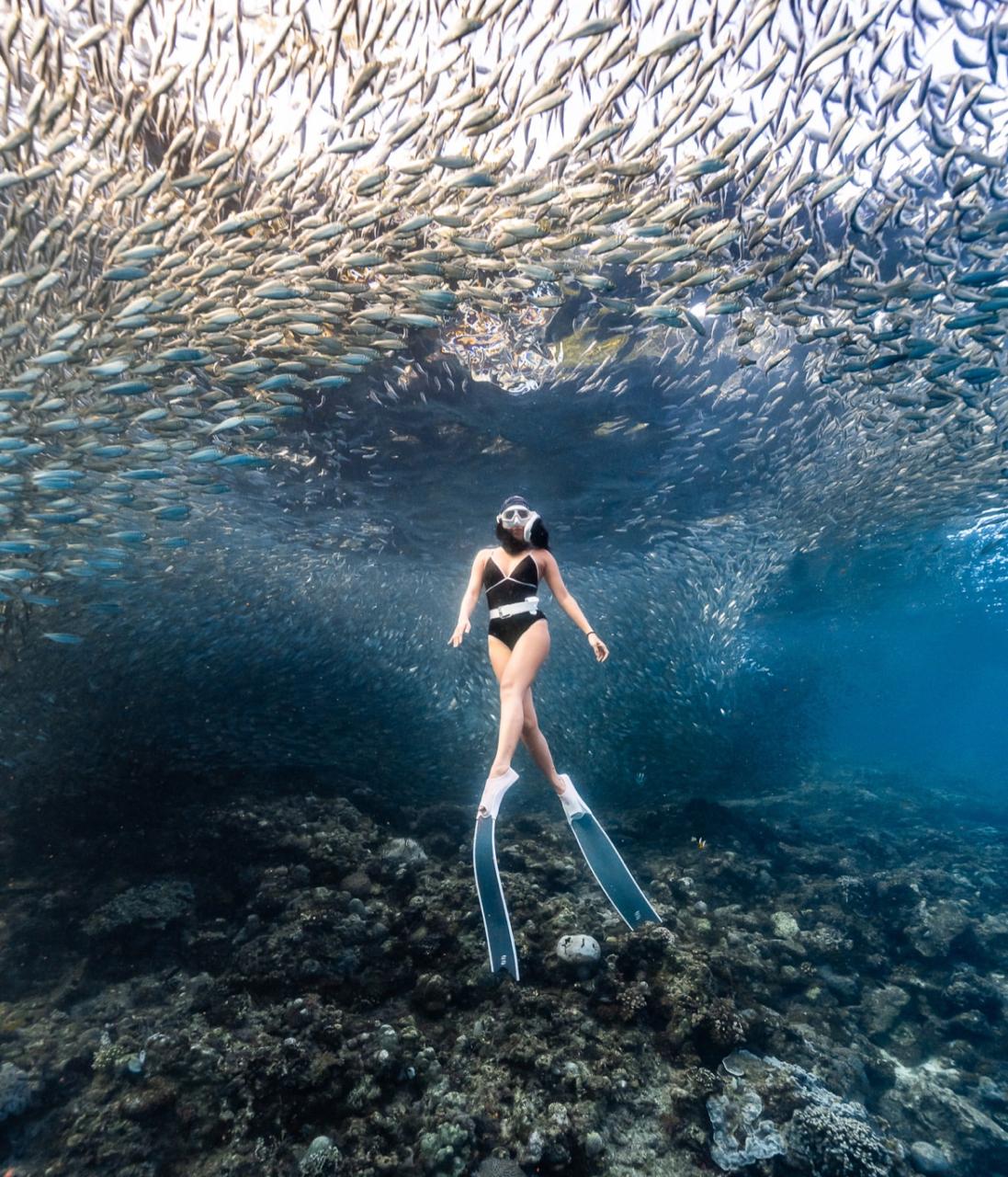 Snorkeling sardines 6