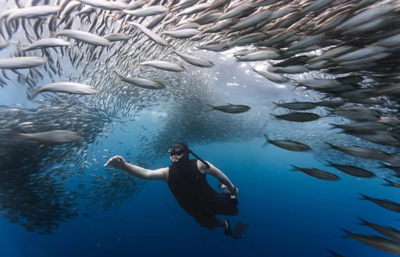 Sardine school 7