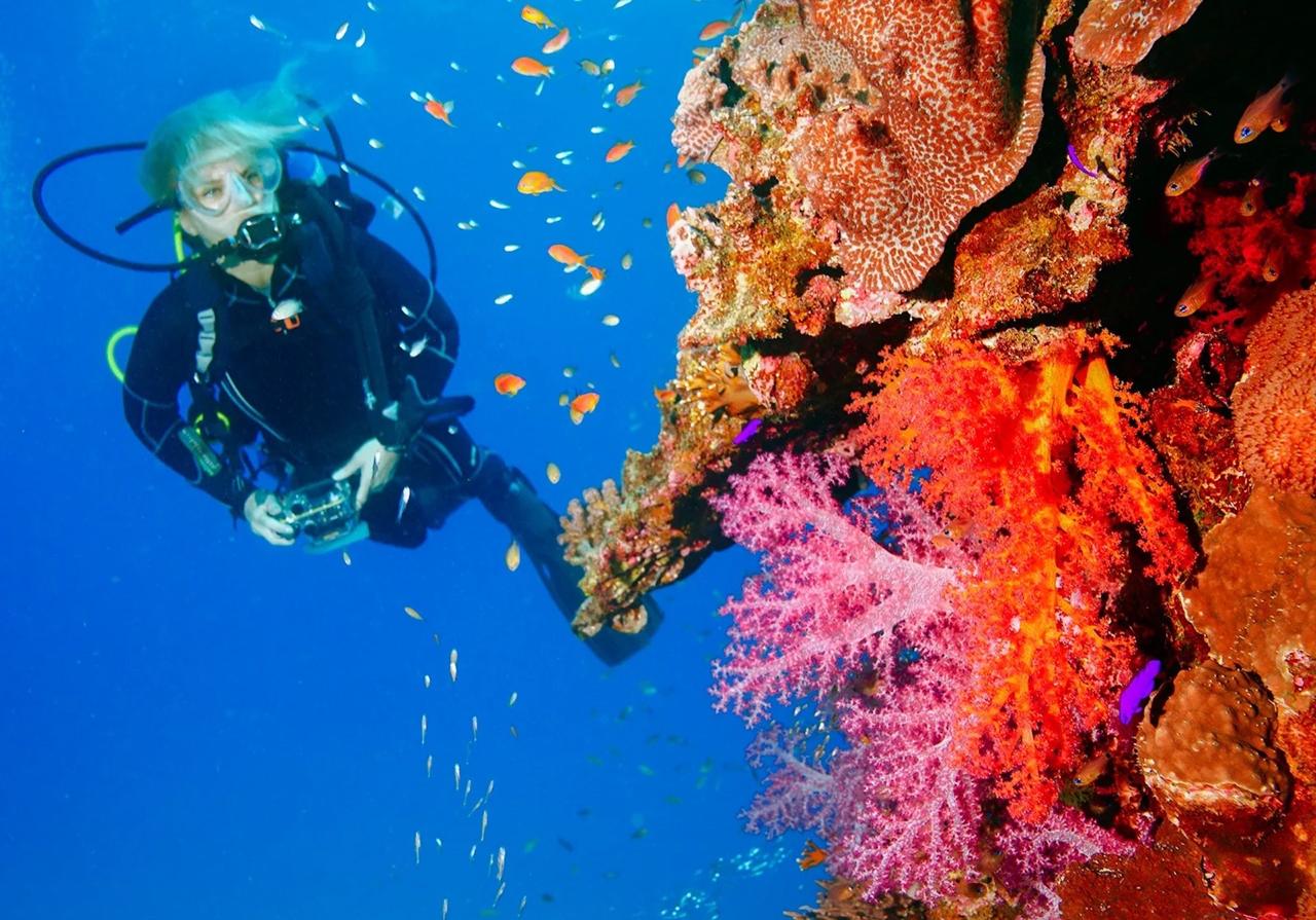 Scuba diving coral 1