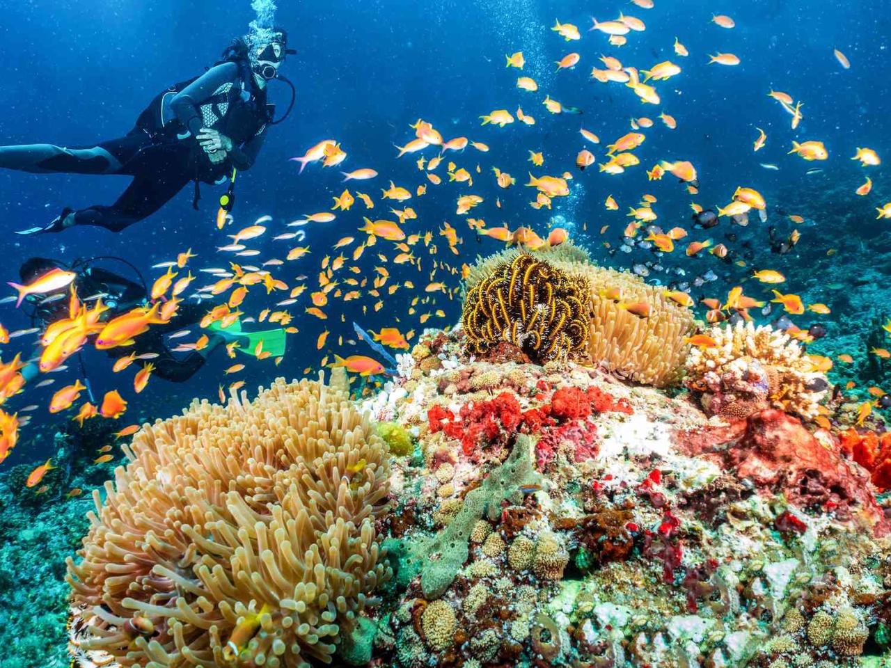 Scuba diving coral 7