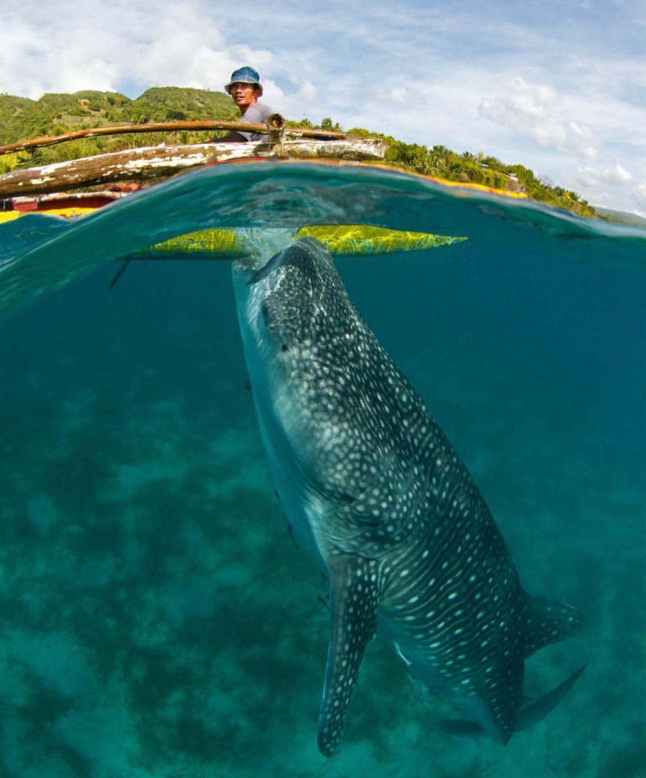 Whale shark swimming 1