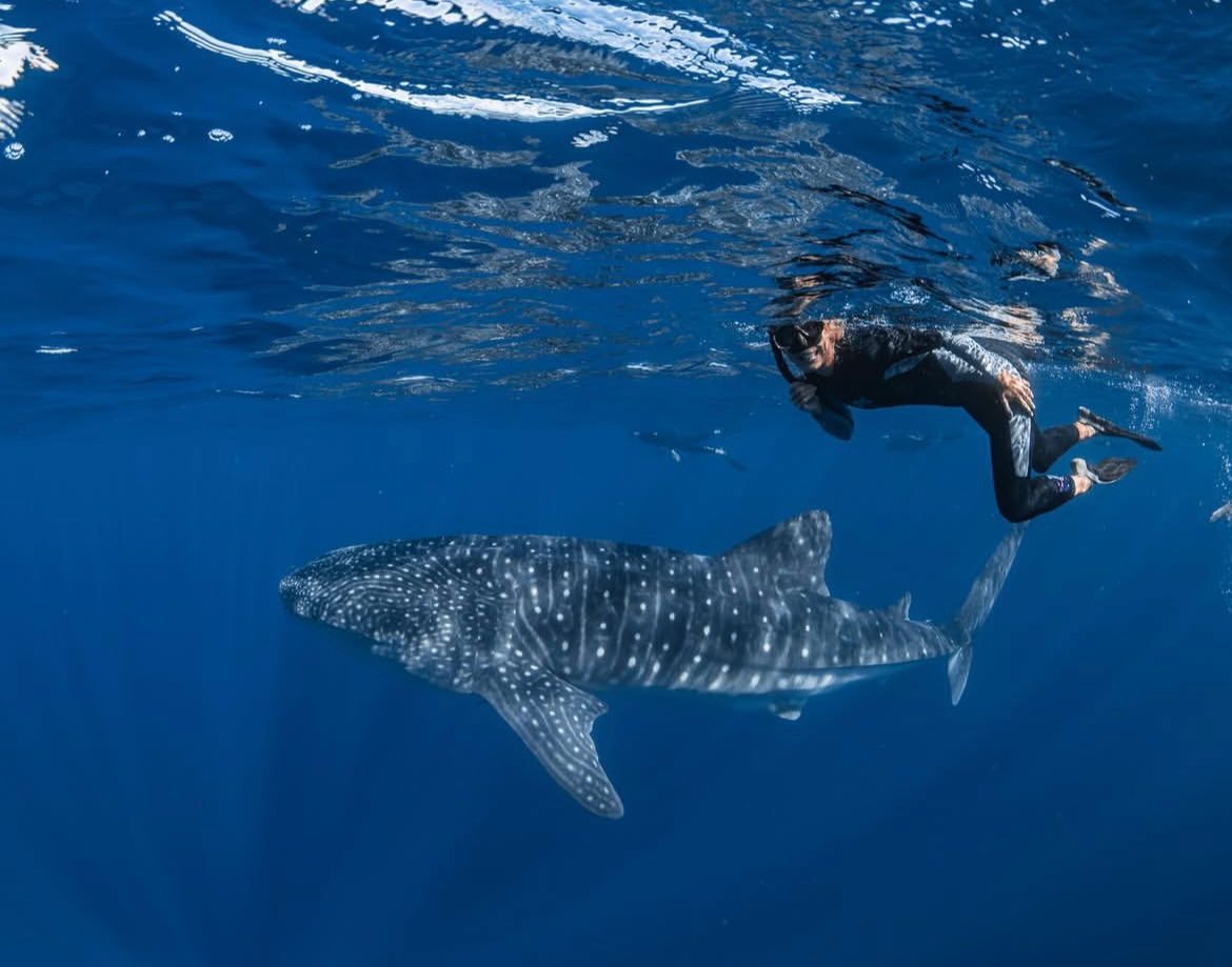 Underwater whale shark view 6