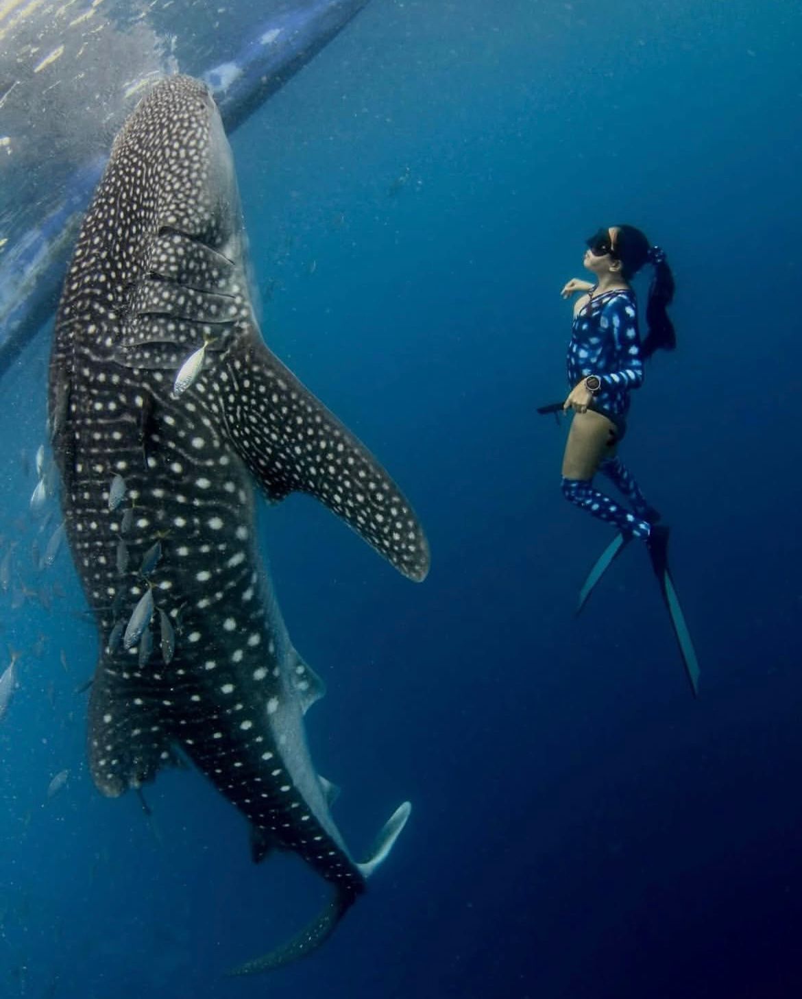 Whale shark swimming 7