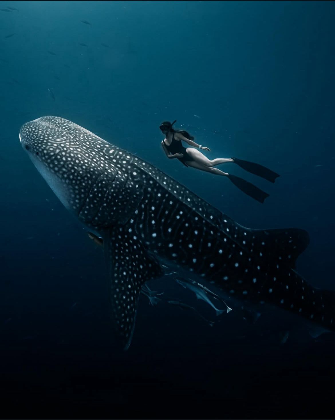 Snorkeling with whale shark 8