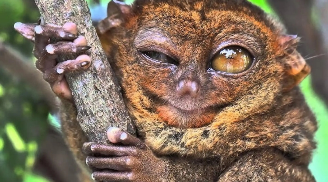 Tarsier Sanctuary