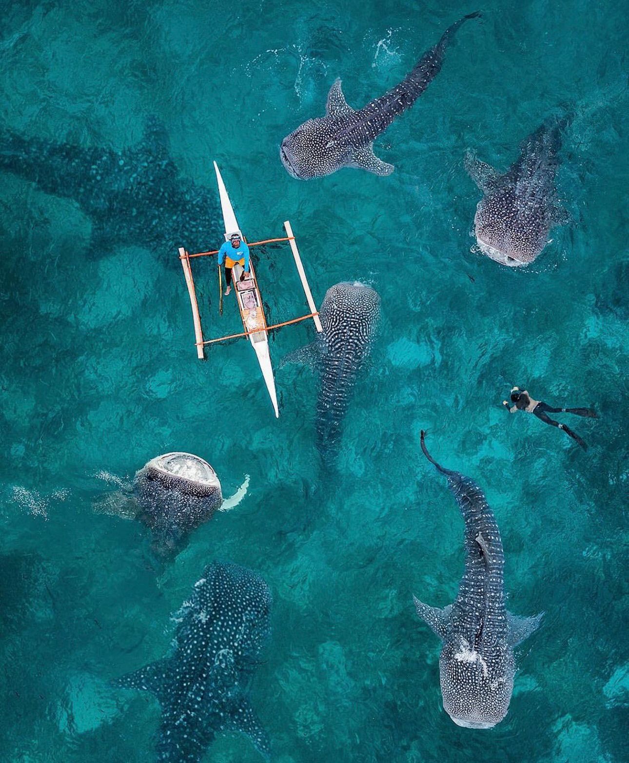 Whale Shark Experience Bohol