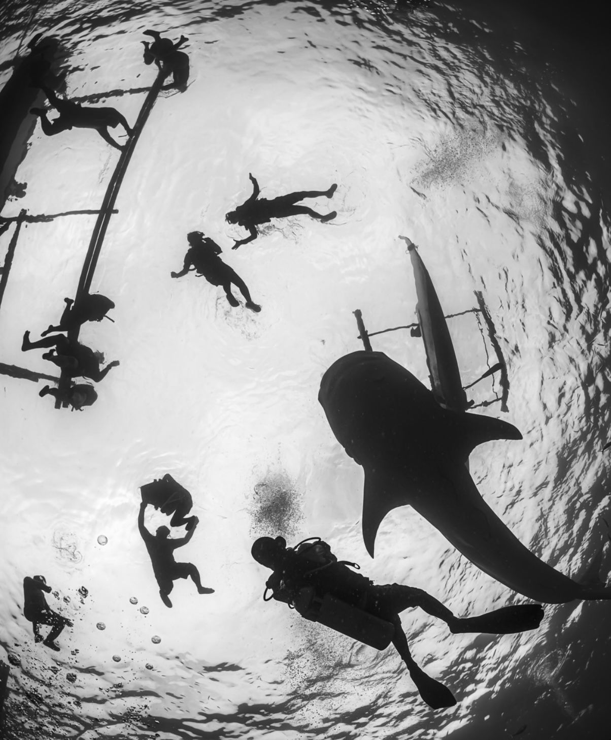 Whale Shark Experience Bohol