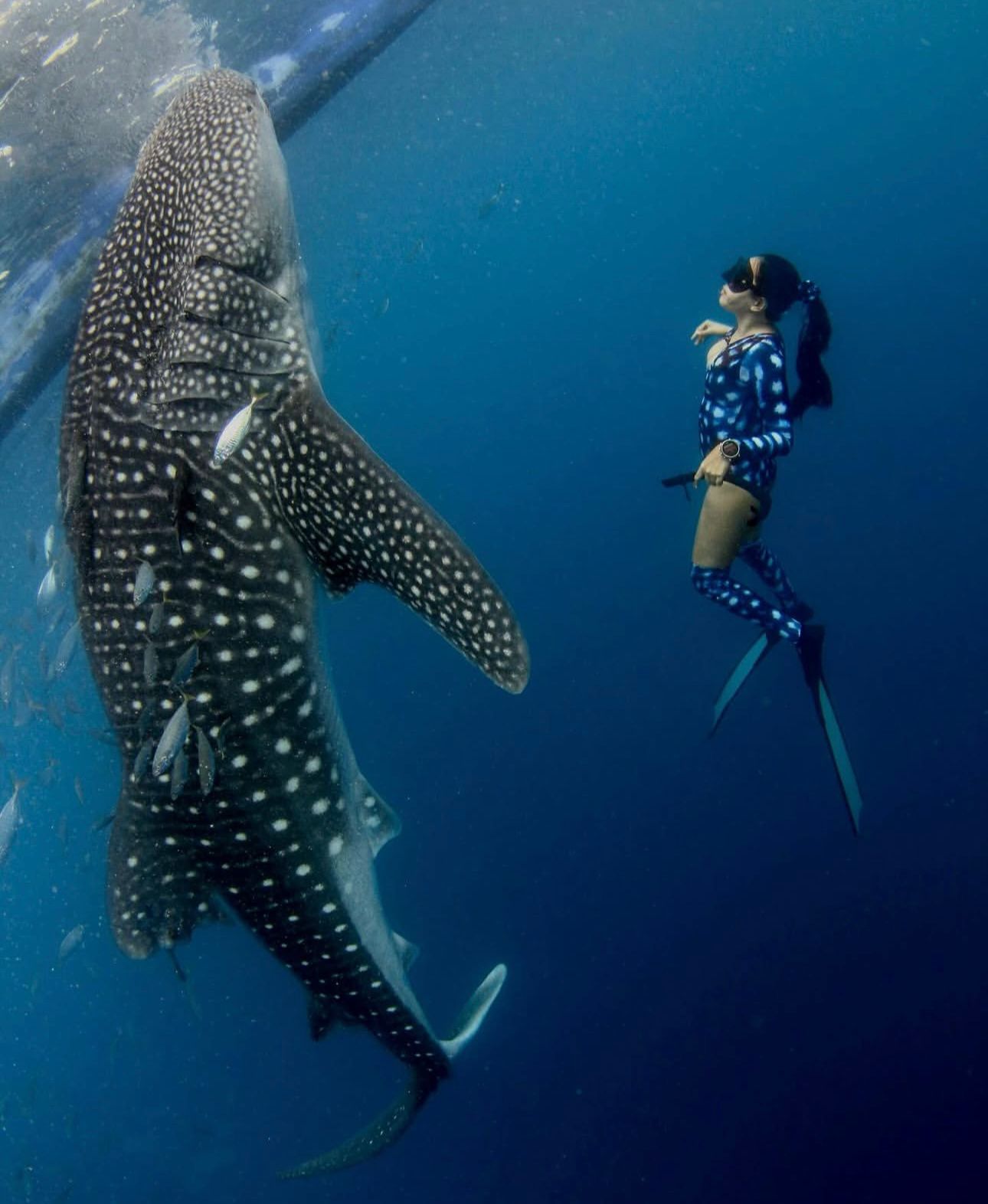 Whale Shark Experience Bohol