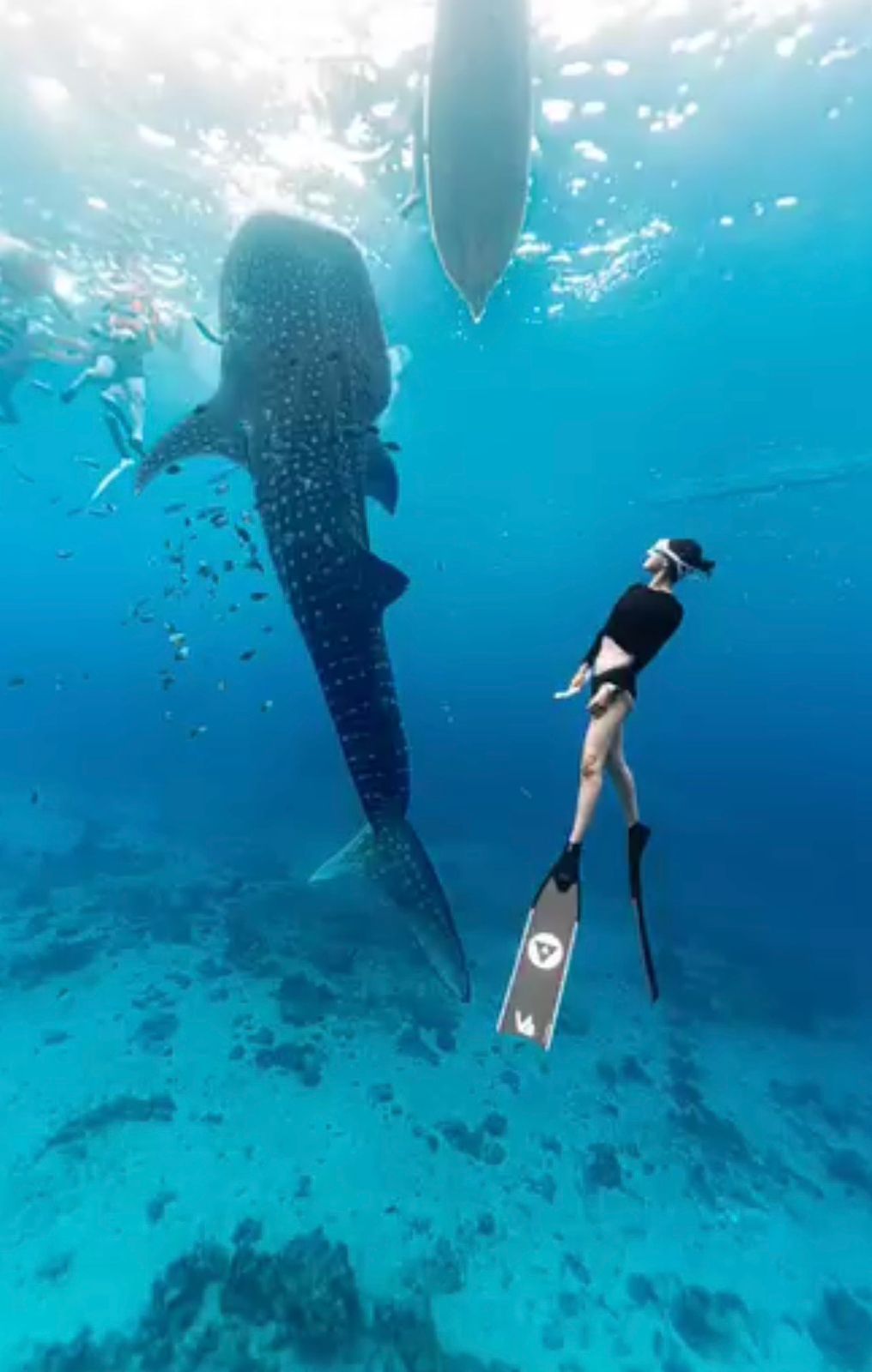 Whale Shark Experience Bohol